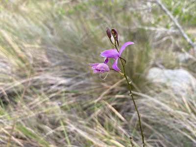Bletia purpurea, photographed by Claudio Cantú Muñiz