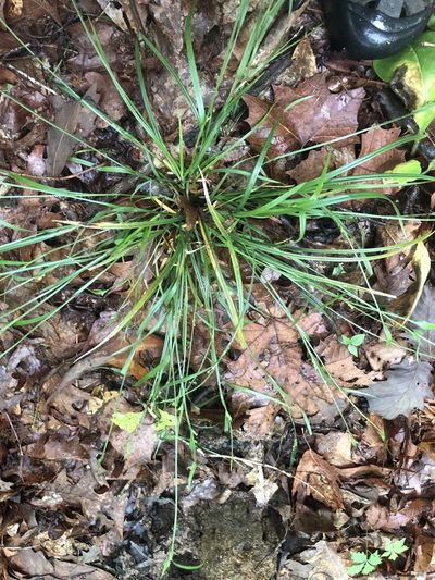 Carex kraliana, photographed by John Kees