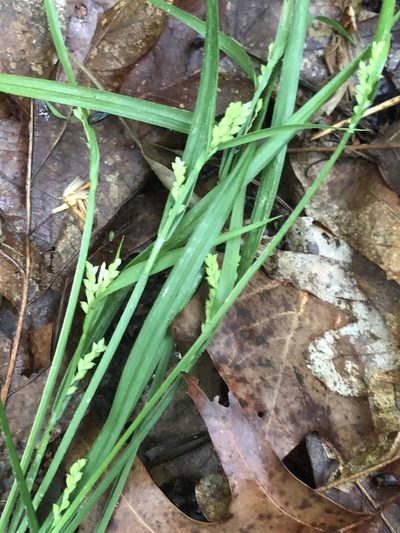 Carex kraliana, photographed by John Kees