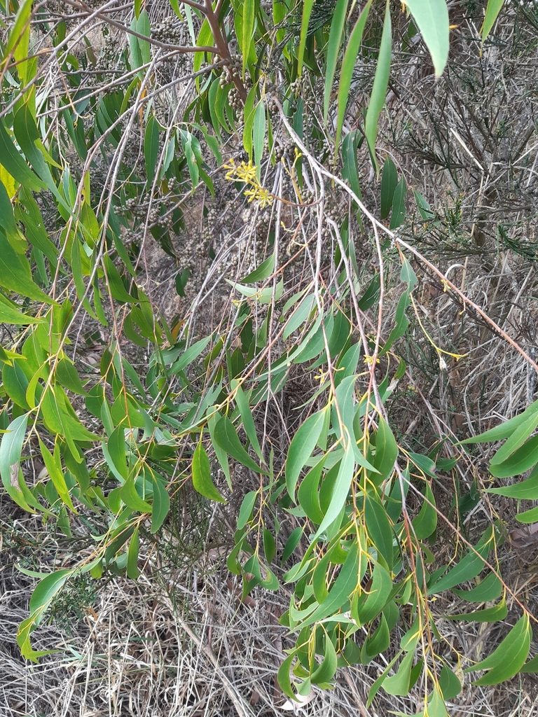 Eucalyptus fastigata, photographed by georgiasteel