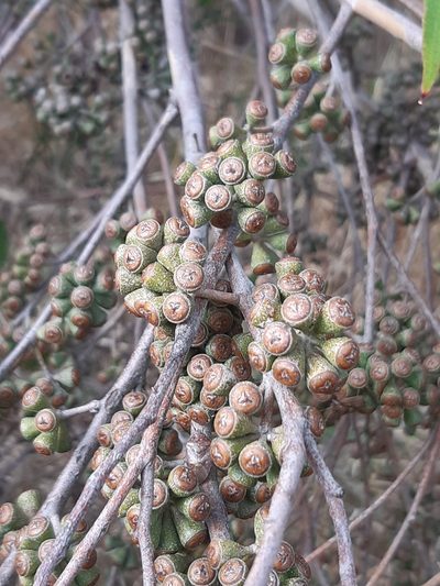 Eucalyptus fastigata, photographed by georgiasteel