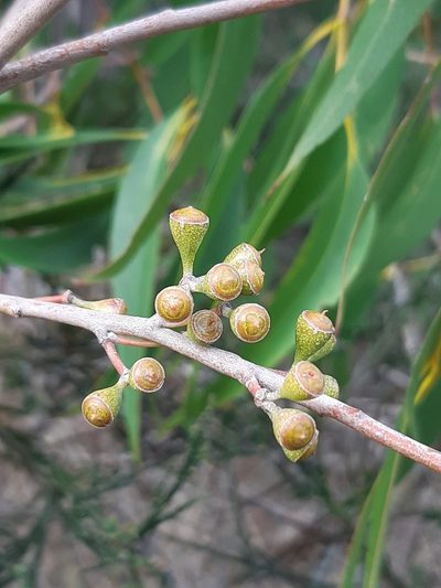 Eucalyptus fastigata, photographed by georgiasteel
