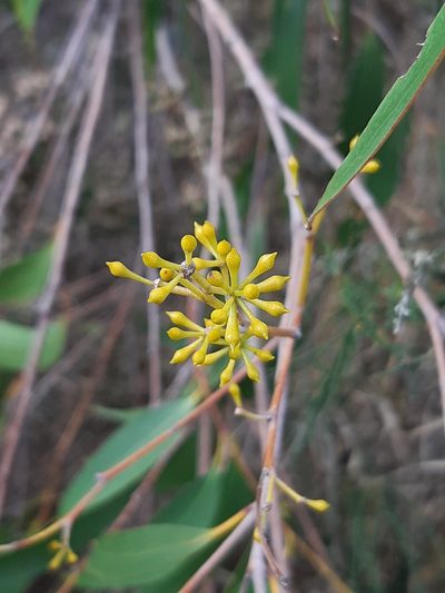 Eucalyptus fastigata, photographed by georgiasteel