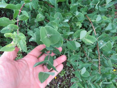 Lonicera albiflora, photographed by henrya