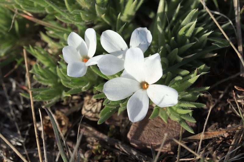 Phlox missoulensis, photographed by Henry Mulligan