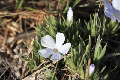Phlox missoulensis, photographed by Henry Mulligan