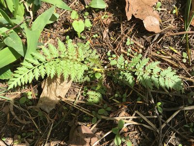 Corydalis cheilanthifolia, photographed by Daniel Atha