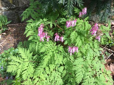 Dicentra eximia, photographed by Daniel Atha
