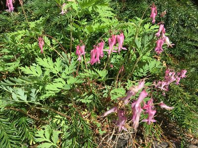 Dicentra eximia, photographed by Daniel Atha
