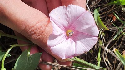 Convolvulus durandoi, photographed by Mehdi Chetibi