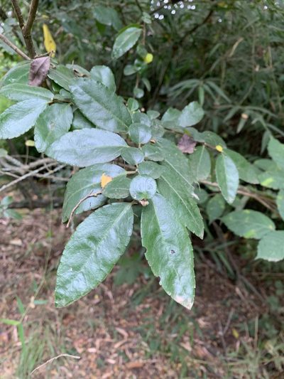 Azara serrata, photographed by nitsuga74