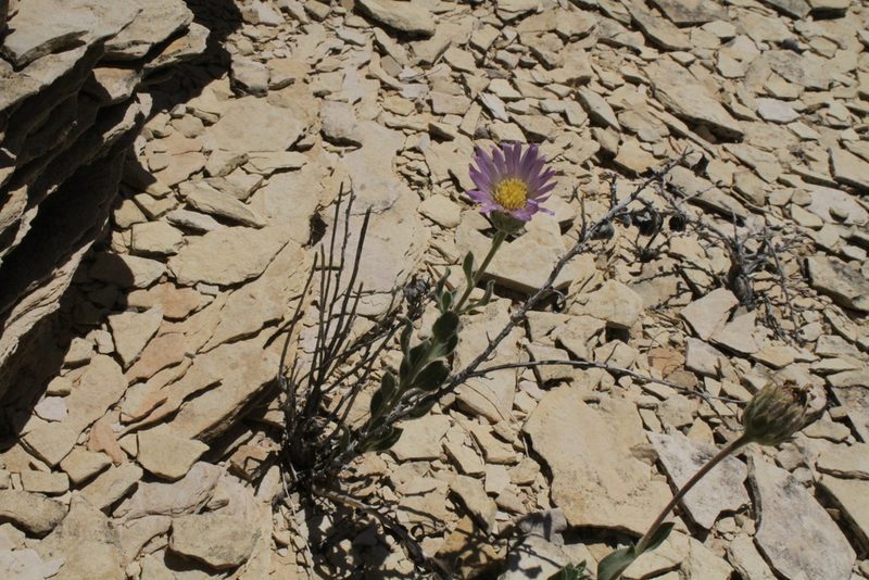 Xylorhiza wrightii, photographed by Reid Hardin