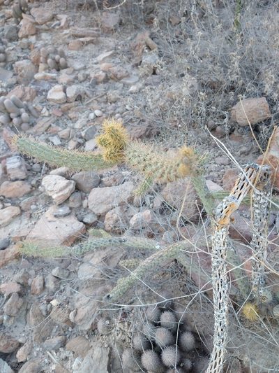 Cylindropuntia alcahes, photographed by Abraham Sánchez Romero