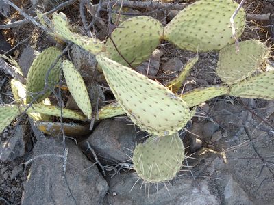 Opuntia comonduensis, photographed by Abraham Sánchez Romero