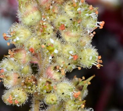 Heuchera pilosissima, photographed by Don Loarie