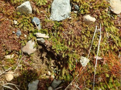 Oligotrichum aligerum, photographed by Randal