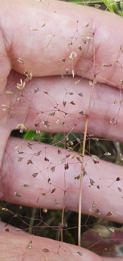 Molineriella minuta, photographed by Mehdi Chetibi