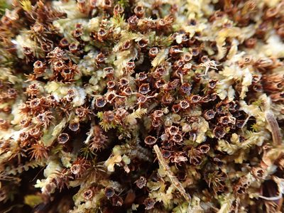 Oligotrichum aligerum, photographed by Randal