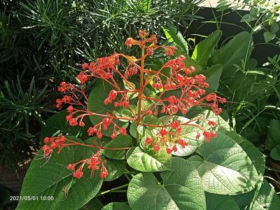 Clerodendrum paniculatum, photographed by Ong Jyh Seng