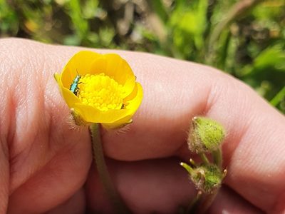 Ranunculus macrophyllus, photographed by Mehdi Chetibi