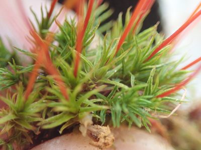 Oligotrichum aligerum, photographed by Randal