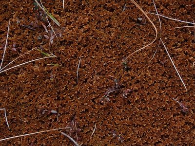 Sphagnum fuscum, photographed by Randal
