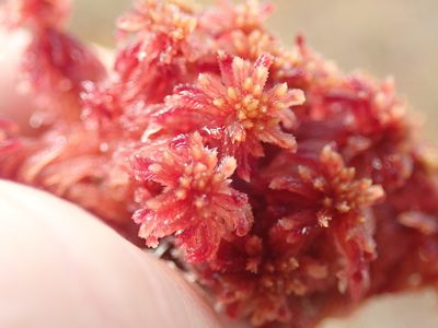 Sphagnum rubellum, photographed by Randal