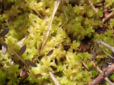 Sphagnum pacificum, photographed by Randal