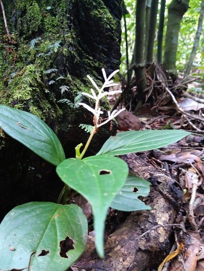 Peperomia poasana, photographed by Leo Arias