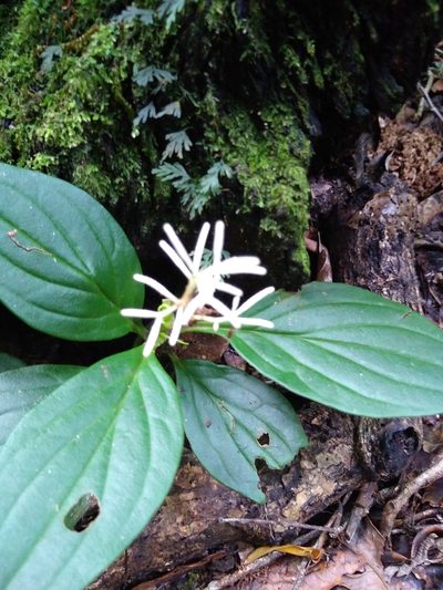 Peperomia poasana, photographed by Leo Arias