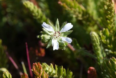 Potentilla micheneri, photographed by Trevor Van Loon