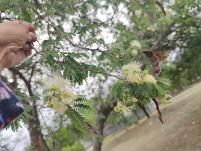 Havardia pallens, photographed by Liliana Ramírez-Freire