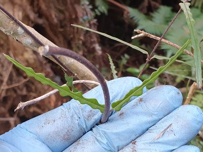 Parsonsia capsularis, photographed by Jaco Grundling