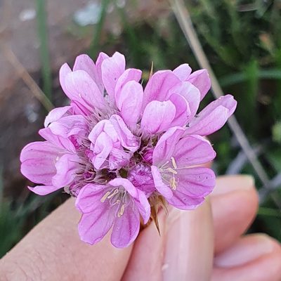 Armeria choulettiana, photographed by Mehdi Chetibi