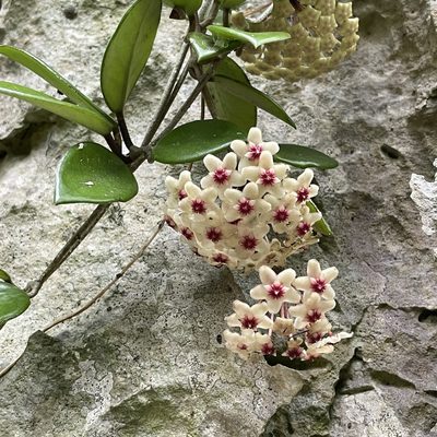 Hoya carnosa, photographed by Takaaki Hattori