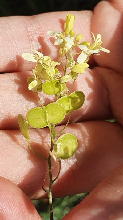 Biscutella raphanifolia, photographed by Mehdi Chetibi