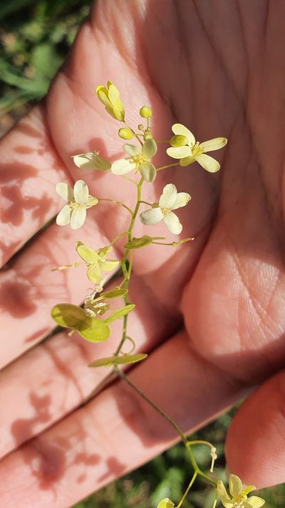 Biscutella raphanifolia, photographed by Mehdi Chetibi
