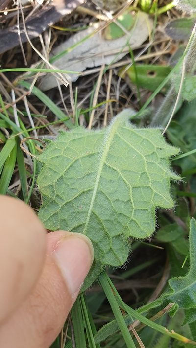 Biscutella raphanifolia, photographed by Mehdi Chetibi