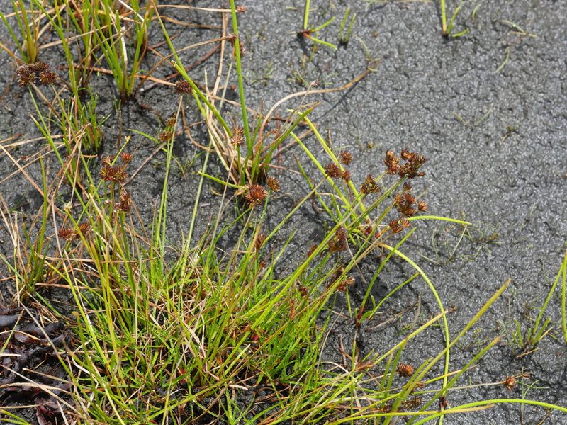 Juncus sonderianus, photographed by Bruce Calvert