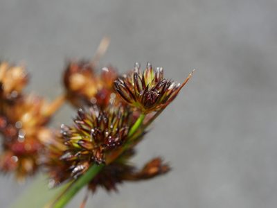Juncus sonderianus, photographed by Bruce Calvert