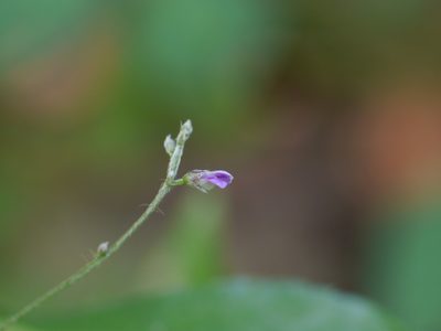 Teramnus labialis, photographed by Dinesh Valke