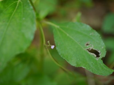 Teramnus labialis, photographed by Dinesh Valke