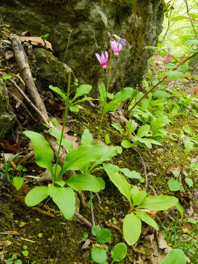 Primula fassettii, photographed by John Ambler