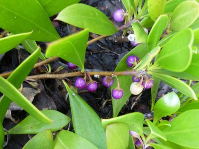 Myoporum boninense, photographed by Murray Dawson