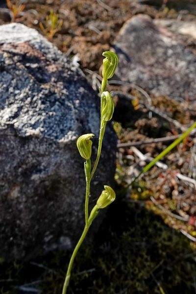 Pterostylis parviflora, photographed by Max Campbell
