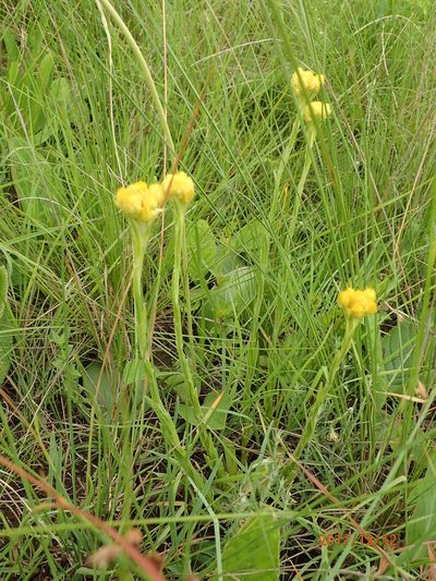 Helichrysum cephaloideum, photographed by Peter Warren