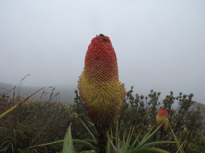 Kniphofia northiae, photographed by James Deacon