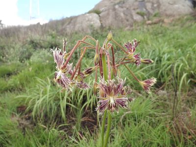 Pelargonium schizopetalum, photographed by James Deacon