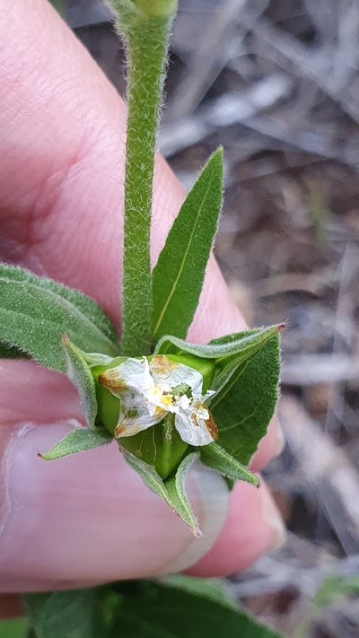 Helianthemum ledifolium, photographed by Mehdi Chetibi