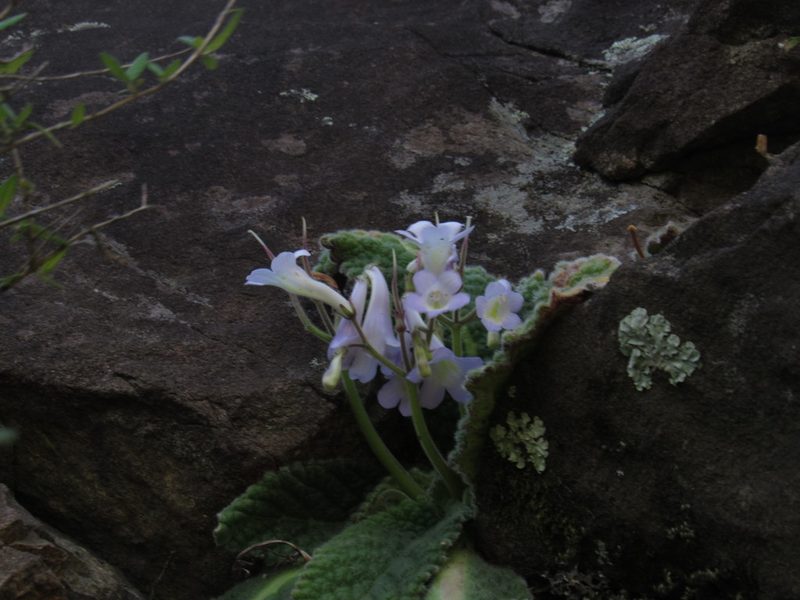 Streptocarpus montigena, photographed by James Deacon